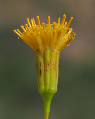 Porophyllum scoparium