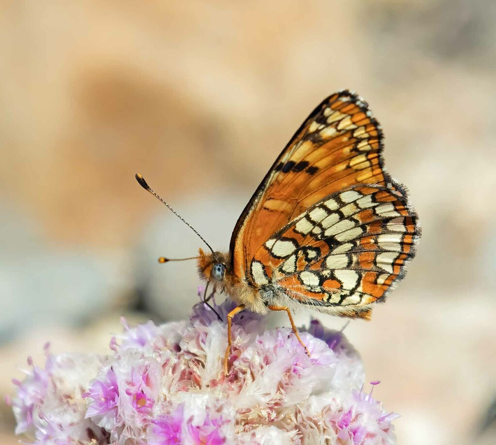 Hoffmann's Checkerspot