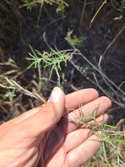 Calylophus