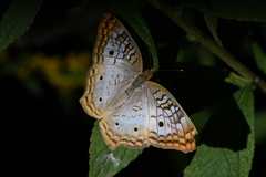 Anartia