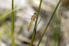 Crocothemis nigrifrons