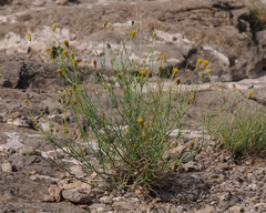 Porophyllum scoparium