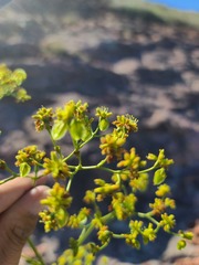 Eriogonum alatum