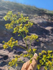 Eriogonum alatum