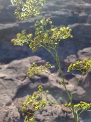Eriogonum alatum