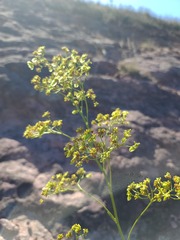 Eriogonum alatum