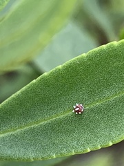 Ceroplastes
