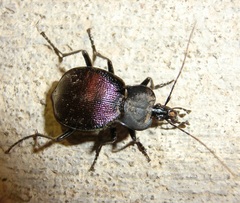 Scaphinotus elevatus
