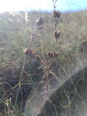 Penstemon cobaea