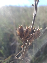 Penstemon cobaea