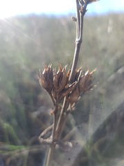 Penstemon cobaea