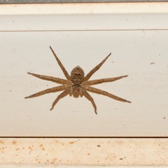 Heteropoda jugulans