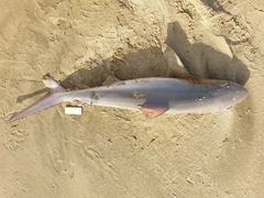 Carcharhinus brachyurus