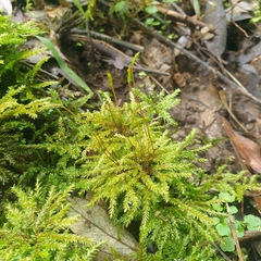 Hypnodendron
