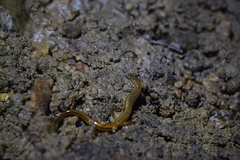 Eurycea chamberlaini