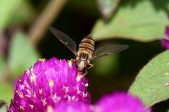Episyrphus balteatus