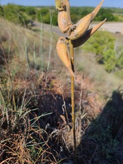 Asclepias viridiflora
