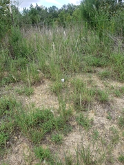 Bothriochloa torreyana