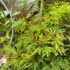 Hypnodendron