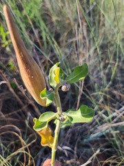 Asclepias viridiflora
