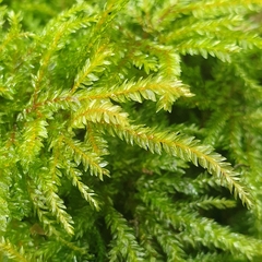 Hypnodendron