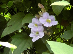 Thunbergia laurifolia