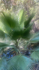 Washingtonia