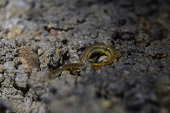 Eurycea chamberlaini