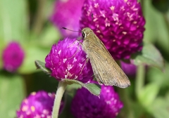 Pelopidas mathias