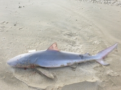 Carcharhinus brachyurus