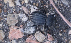 Philolithus sordidus