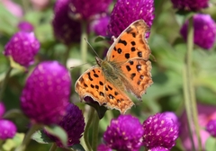 Polygonia c-aureum