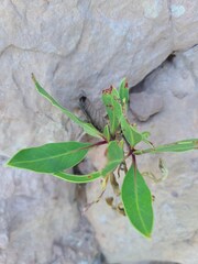 Oenothera macrocarpa