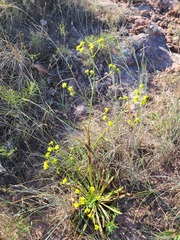 Eriogonum alatum
