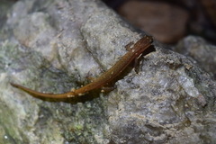 Eurycea chamberlaini