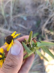 Rudbeckia missouriensis