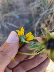 Rudbeckia missouriensis