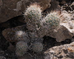 Escobaria tuberculosa