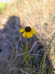 Rudbeckia missouriensis