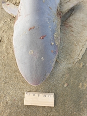 Carcharhinus brachyurus