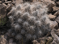 Echinocereus stramineus