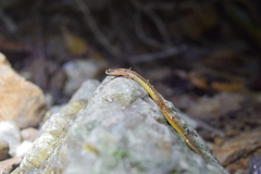 Eurycea chamberlaini