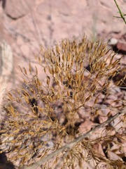 Zeltnera beyrichii