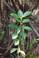 Myrsine lessertiana