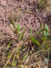 Oenothera macrocarpa