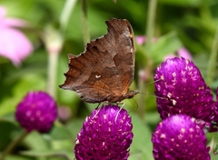 Polygonia c-aureum