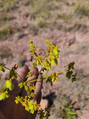 Eriogonum alatum