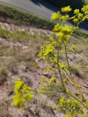 Eriogonum alatum