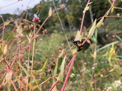 Nicrophorus hebes