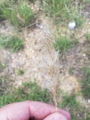 Bothriochloa torreyana